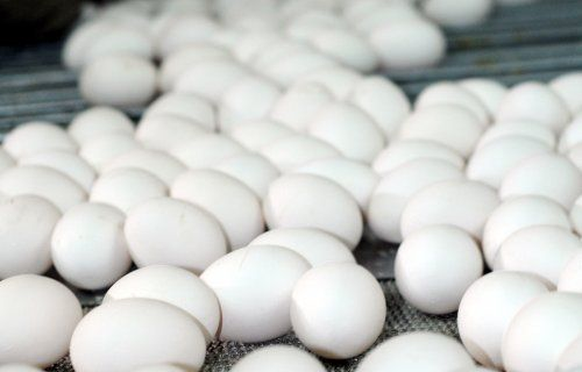 Bu Yıl 500 Milyon Dolarlık Yumurta İhracı Hedefleniyor