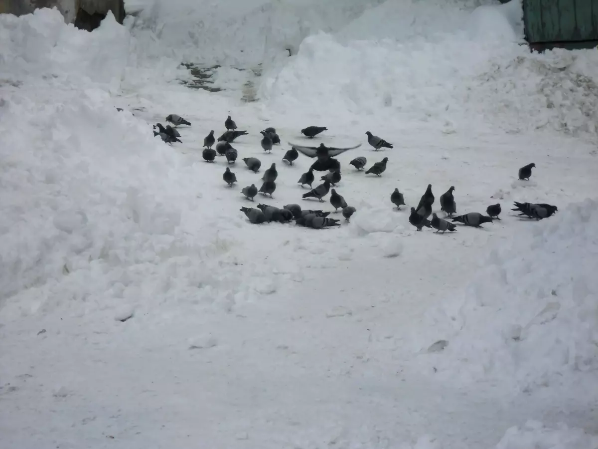 Kış Mevsiminde Güvercinler Unutulmadı