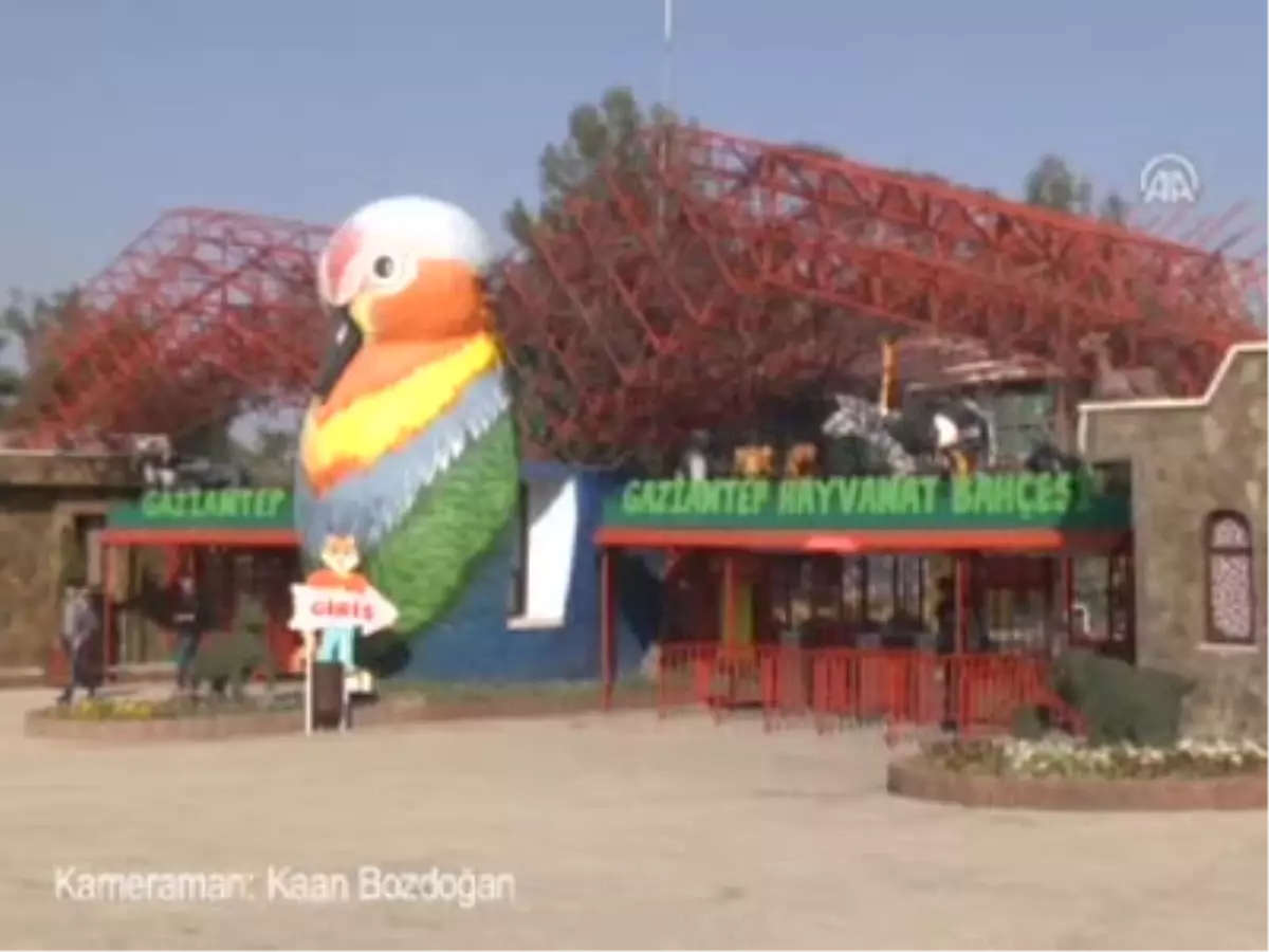 'Matilya'ya Eş Aranıyor'