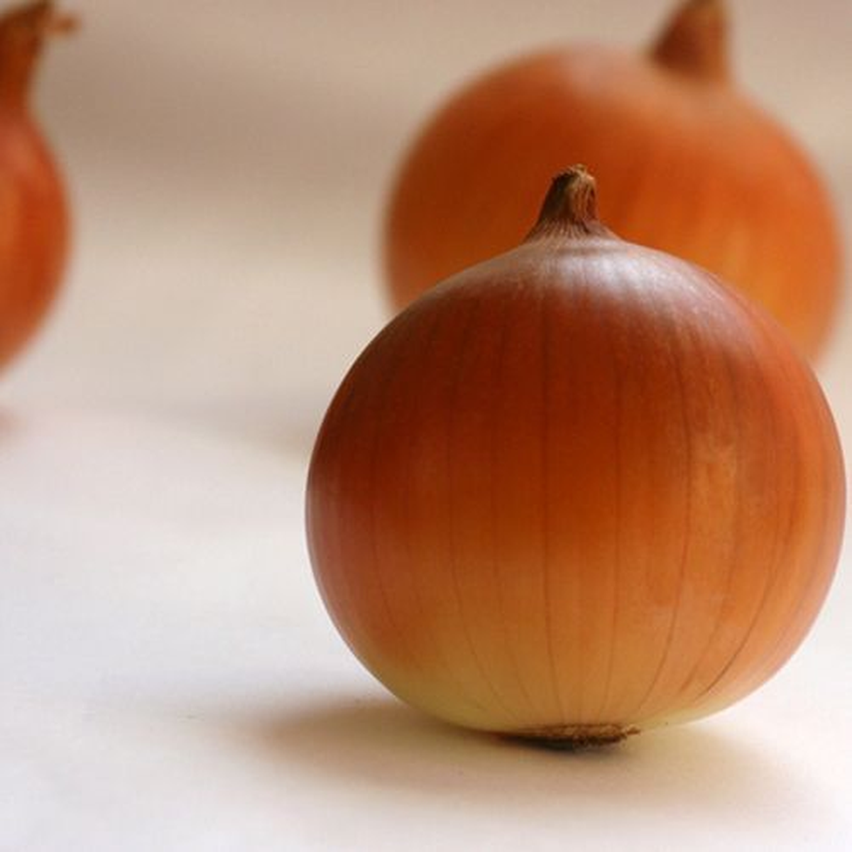 Soğanın Seradan Sofraya Yolculuğu