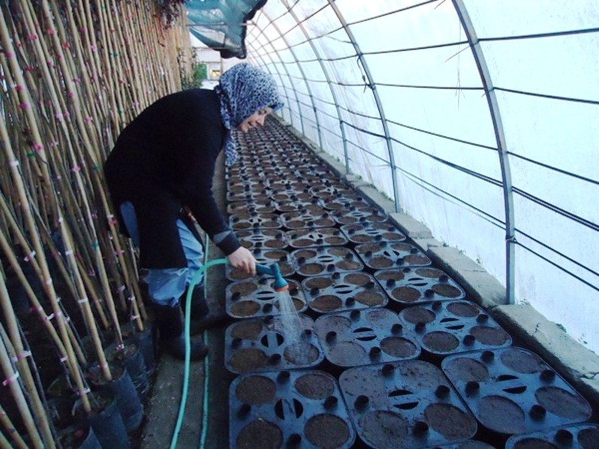 Hendek Fidanlık Şefliği\'nde Ceviz Ekim Çalışmaları Yapılıyor