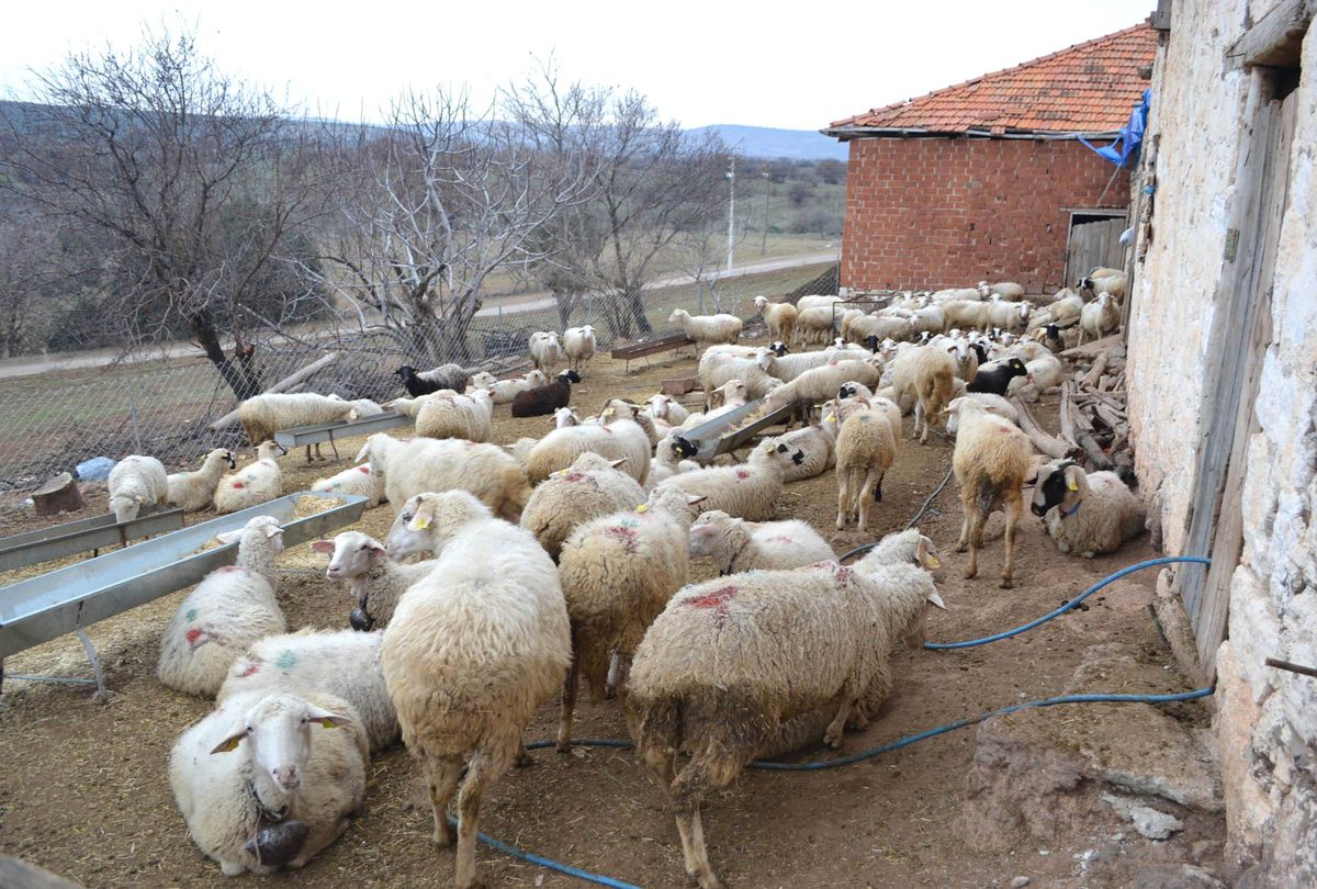 Kula\'da Hayvan Hırsızlığı