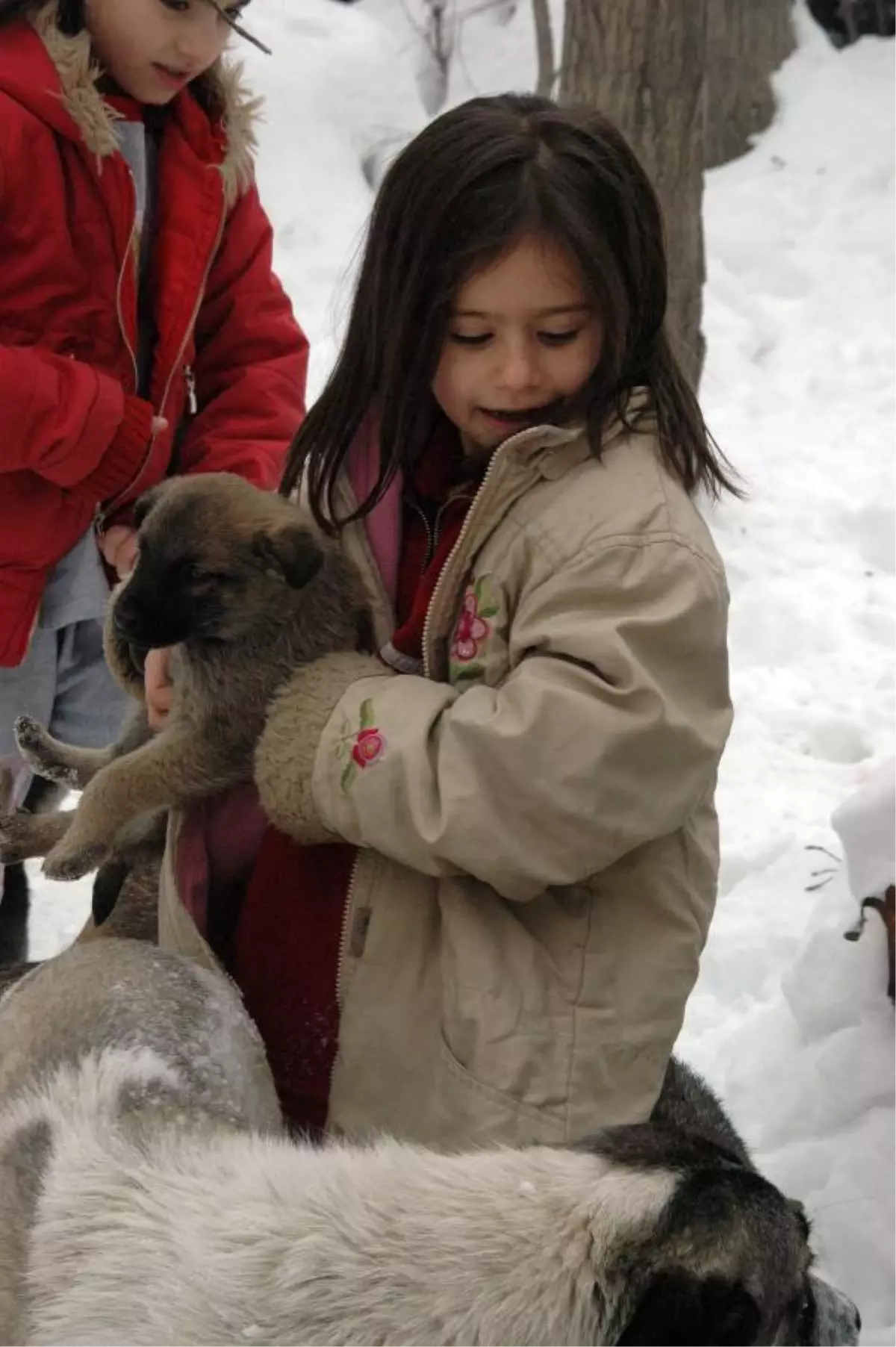 Sokak Köpeklerine Barınak Yaptı