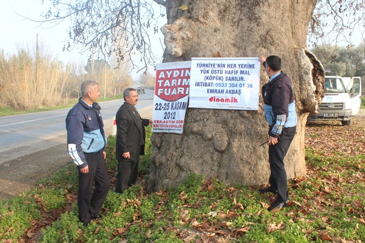Tarihi Çınar Ağacını Reklam Panosuna Çevirdiler