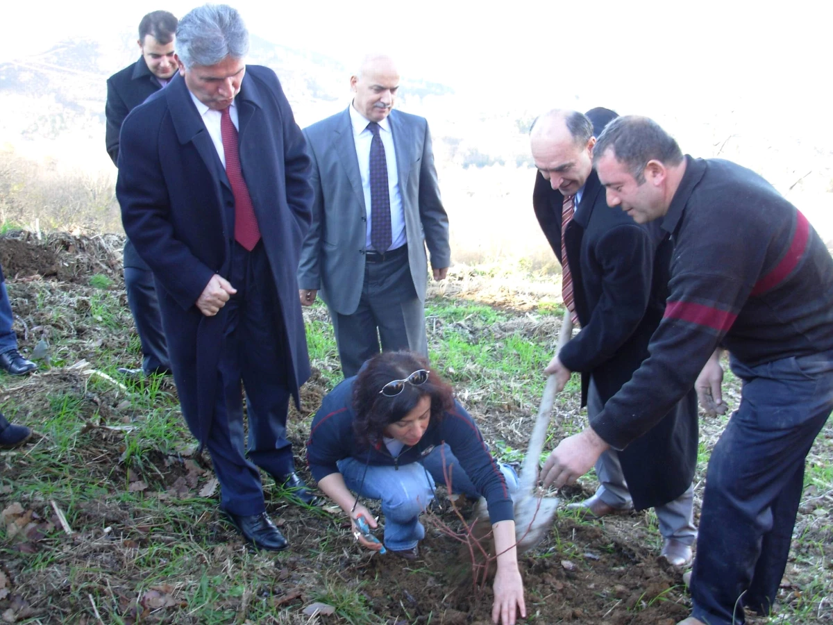 Trabzon\'da Çiftçilere 9 Bin Adet Maviyemiş Fidanı Dağıtıldı