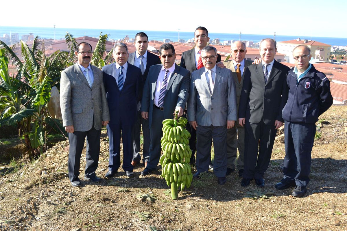 Cezaevinde Muz Hasadı