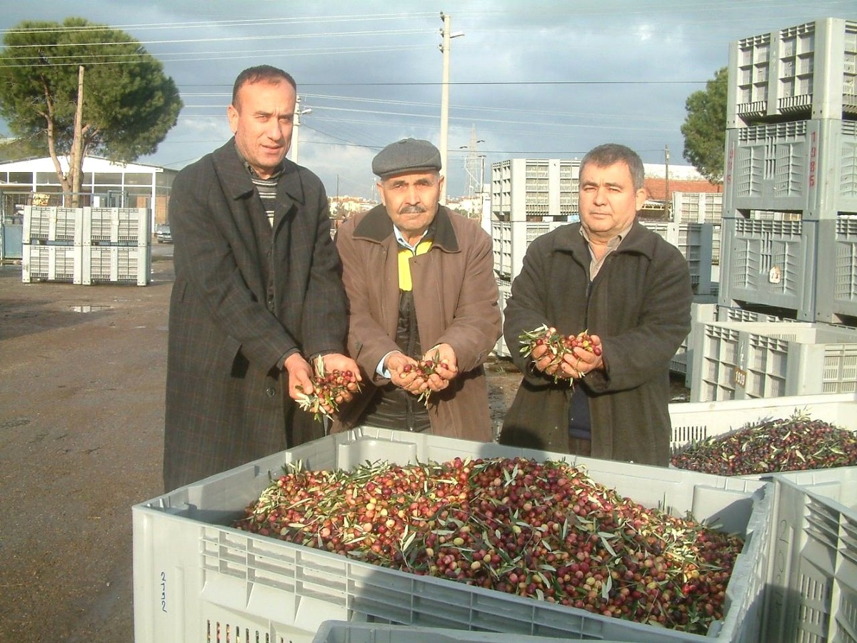 Marmarabirlik Zeytin Ödemelerini Şubat ve Mayısta Yapacak