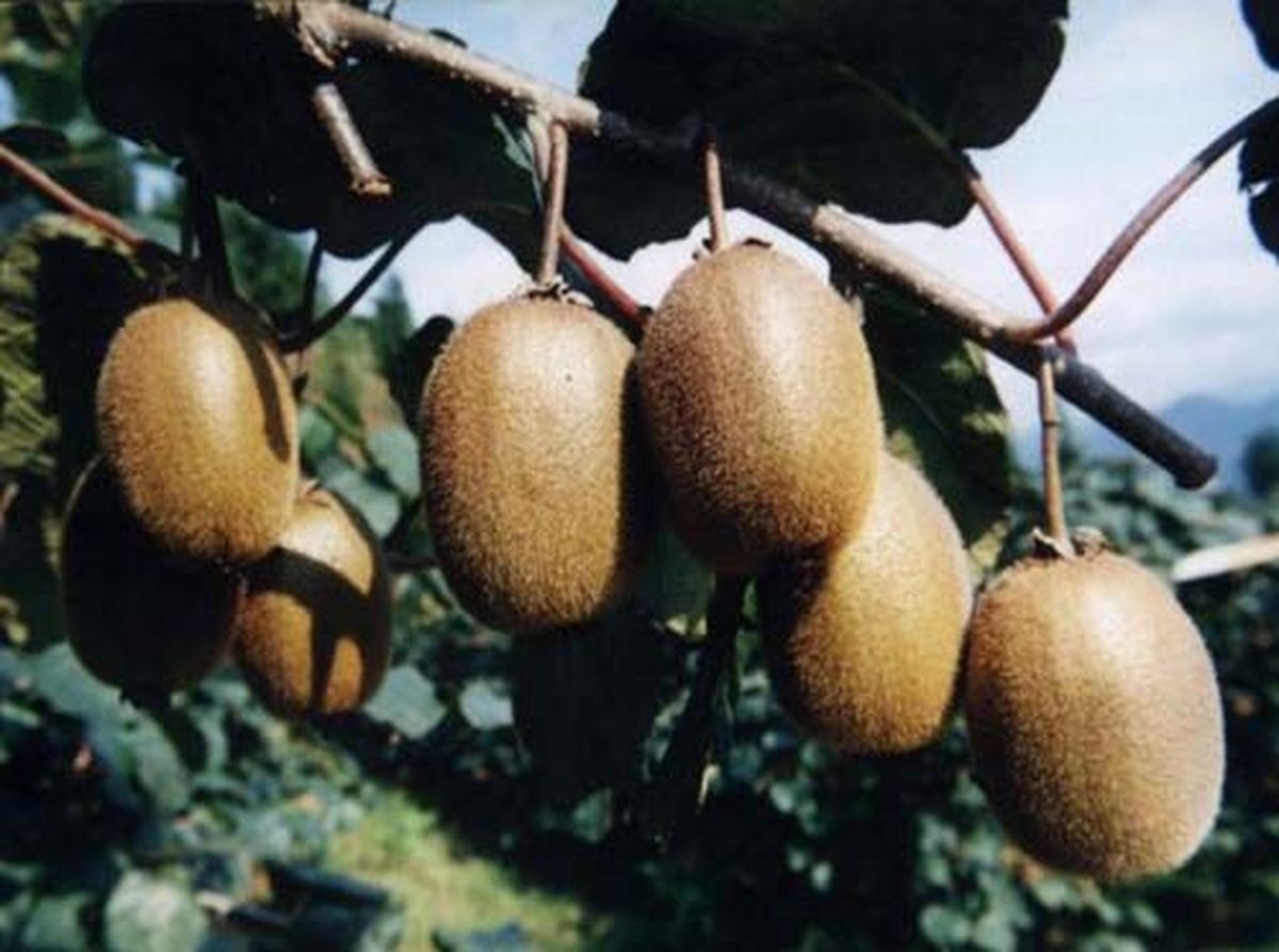 Kivinin Faydaları Bilimsel Olarak Kanıtlandı