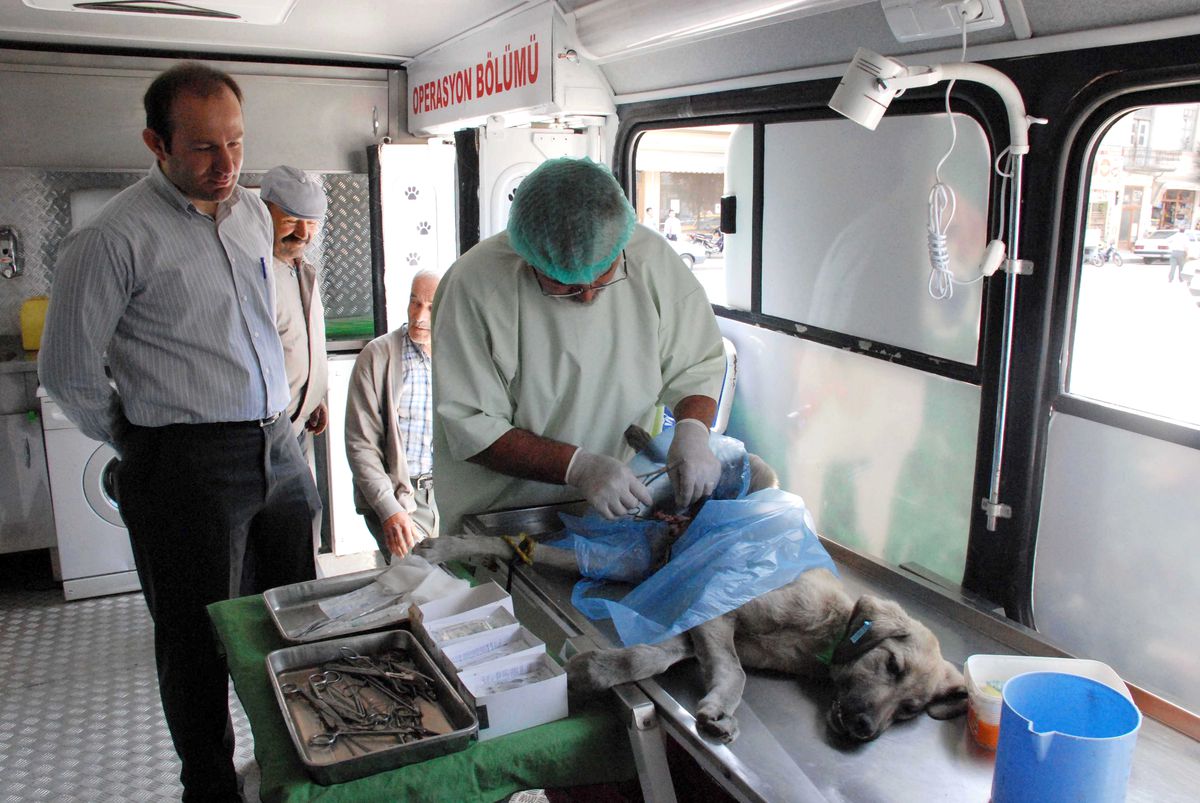 Taşköprü\'de 600 Sokak Köpeği Kısırlaştırıldı