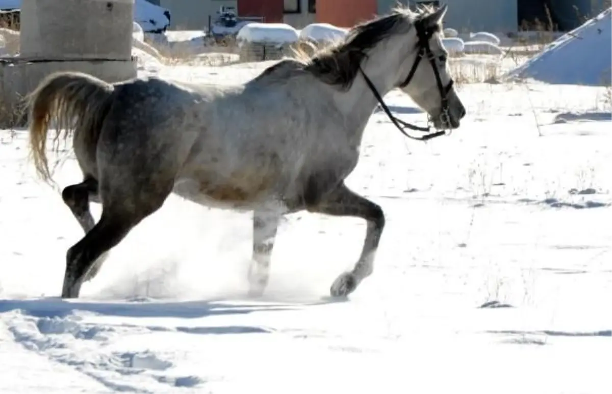 Yüzlerce At, Kurtlara Yem Oldu