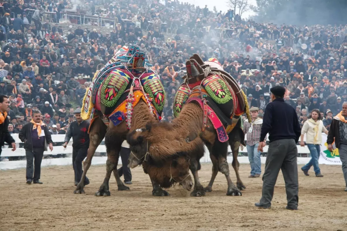 31. Selçuk - Efes Deve Güreşleri Başlıyor