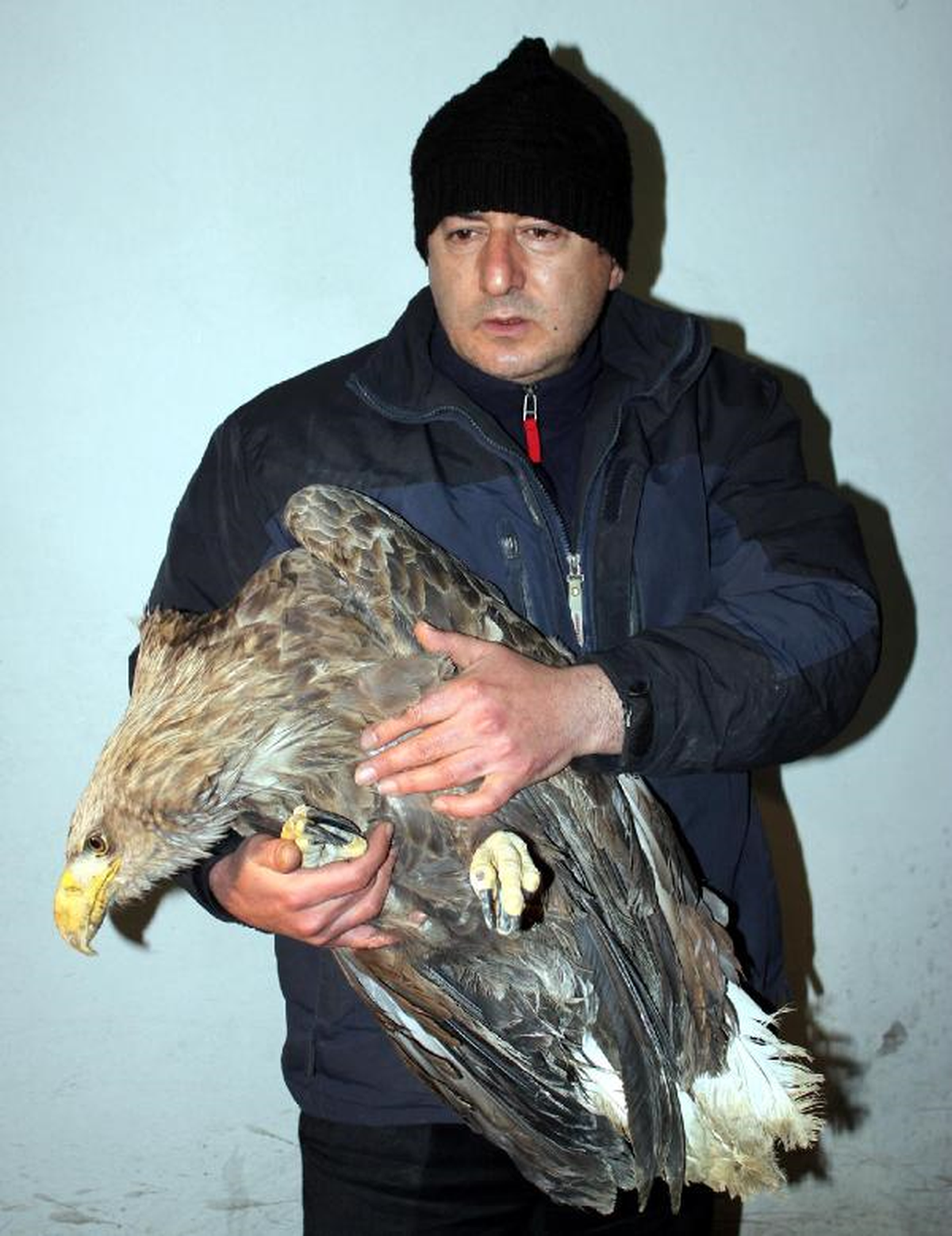 Akkuyruklu Kartal İçin Seferberlik