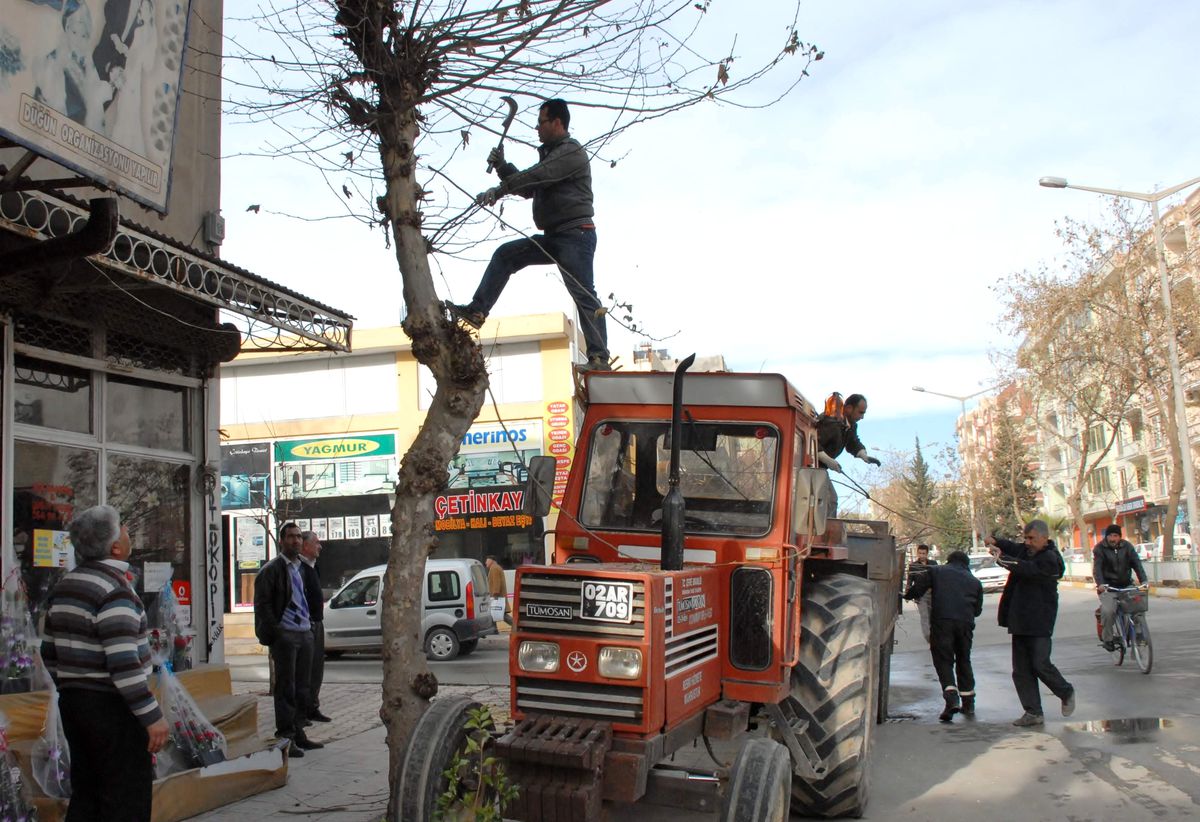 Budanan Ağaçlar Yeniden Canlanıyor