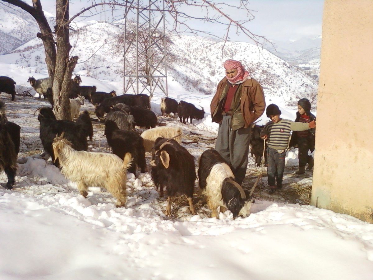 Küçük Baş Hayvan Sahipleri Dertli