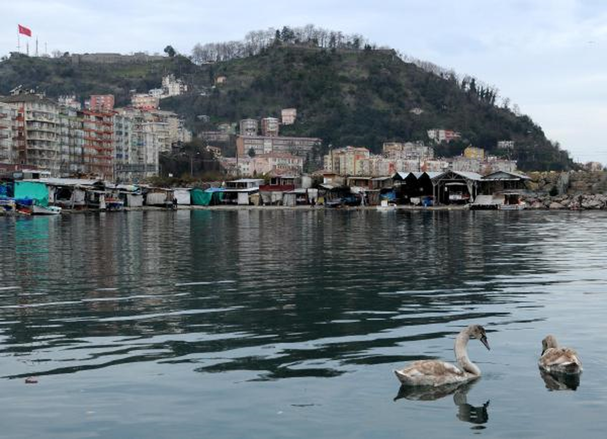 Kuğular Giresun\'u Mesken Tuttu