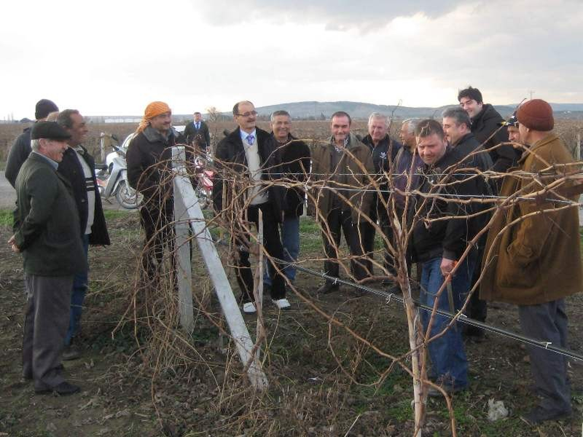 Bağ Yetiştiricilerine Budama Eğitimi Verildi