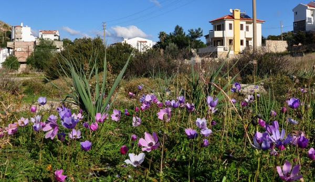 Datça\'da Erken Bahar