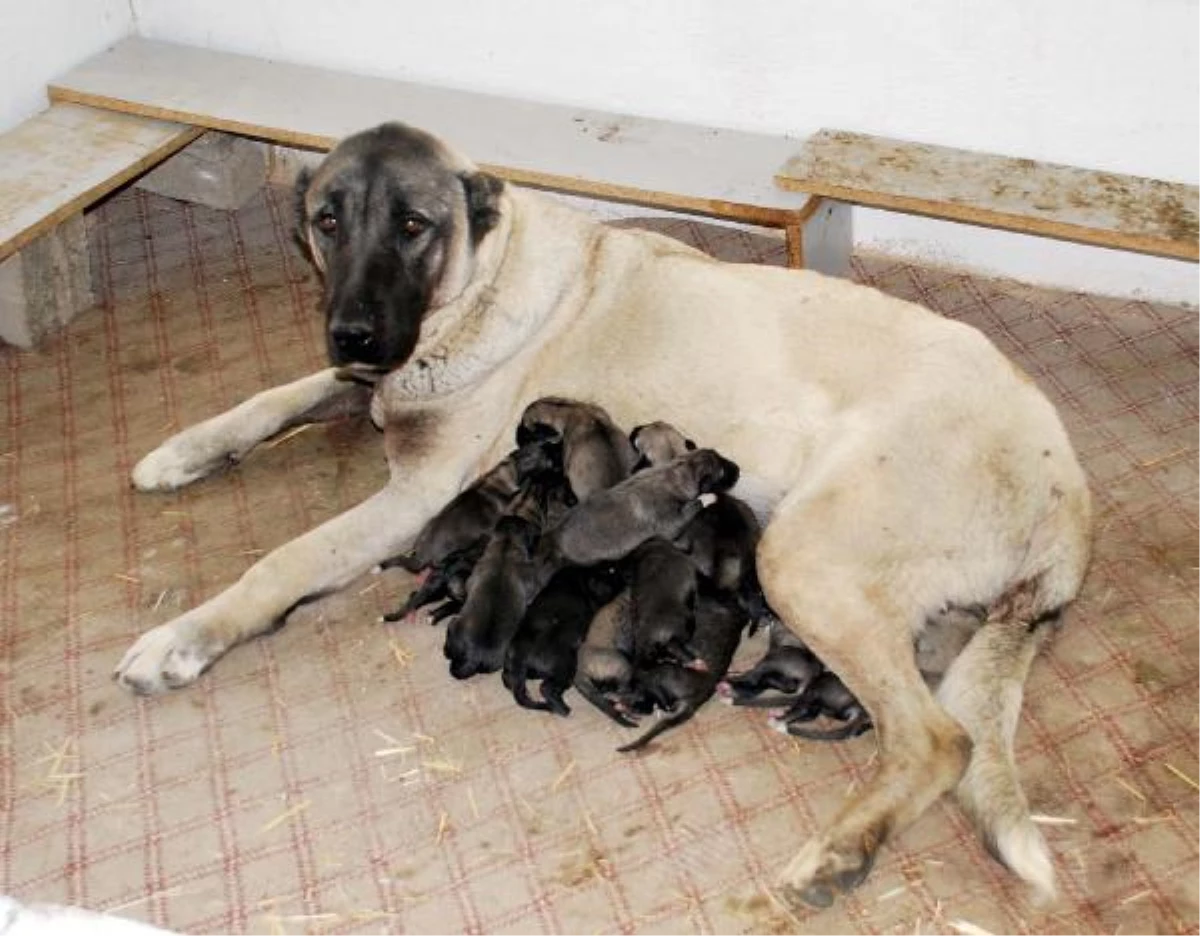 Kangal Köpeği Bir Batında 18 Yavru Doğurdu