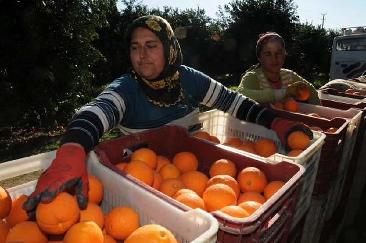 Kocaeli\'de Sebze ve Meyve Fiyatları