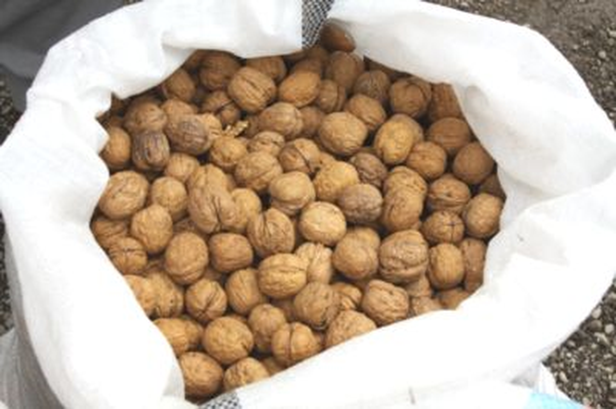Yaklaşık 7 Ton Kaçak Ceviz İçi Ele Geçirildi