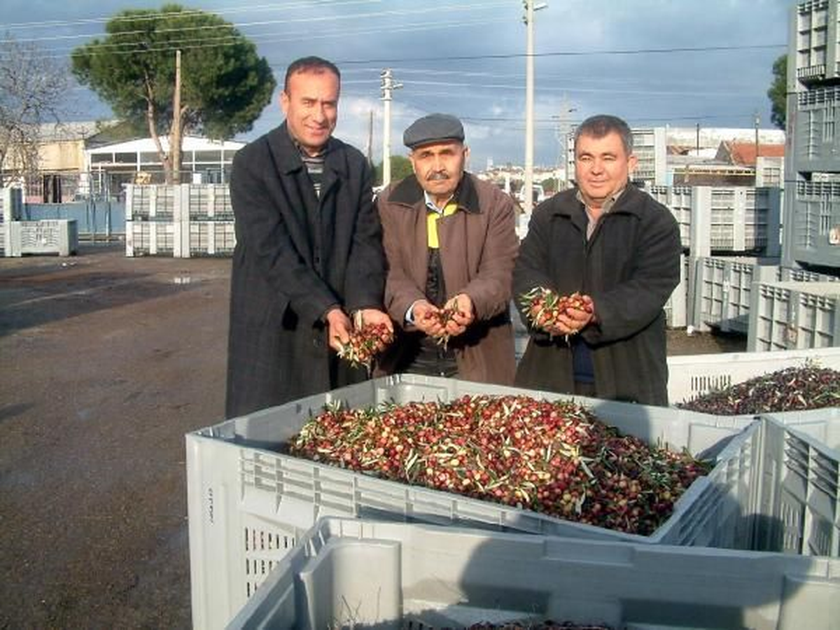 Zeytin İhracatçısı İran Pazarını Geri İstiyor