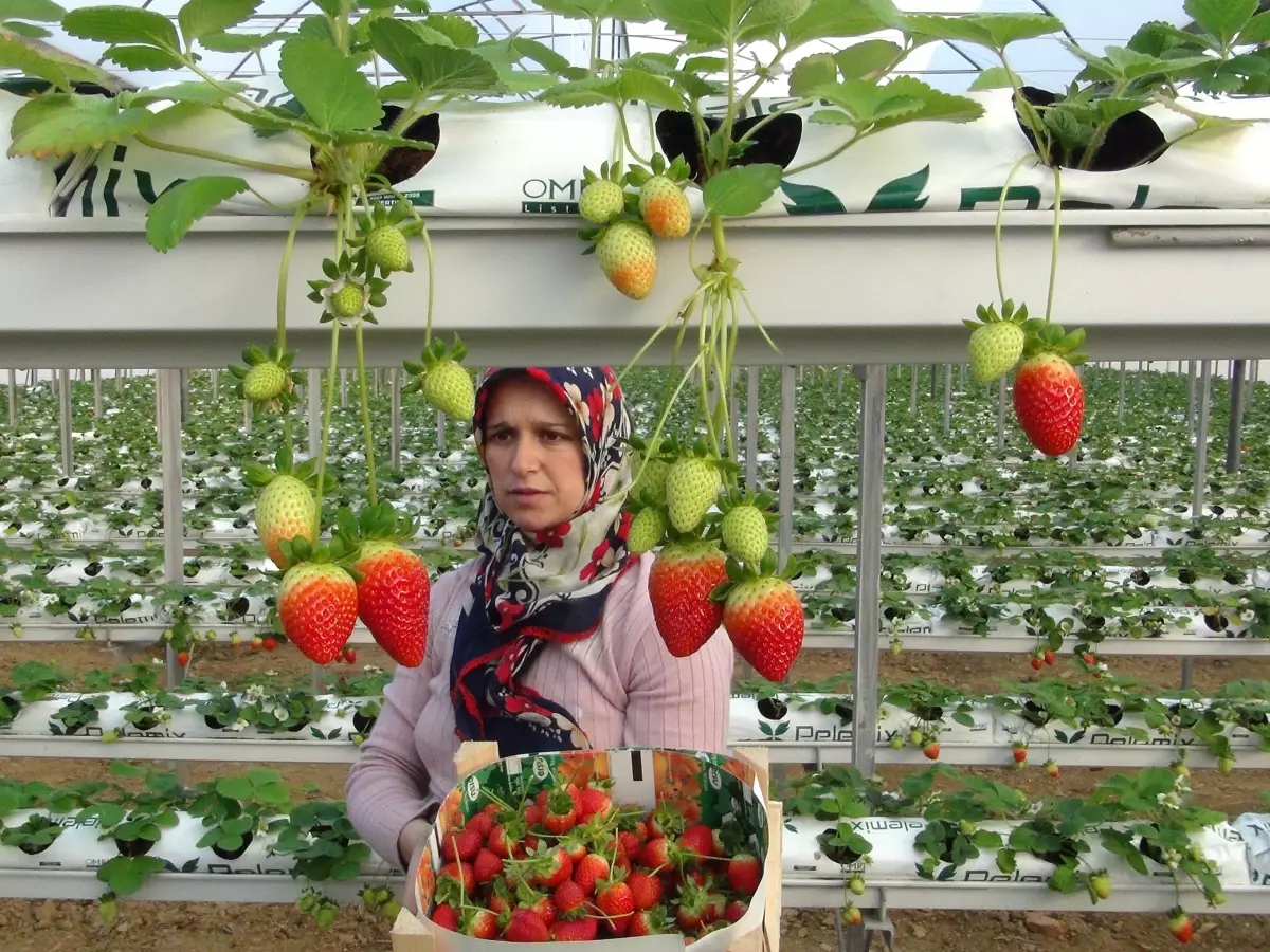 Topraksız Üretilen Çilekte İlk Hasat