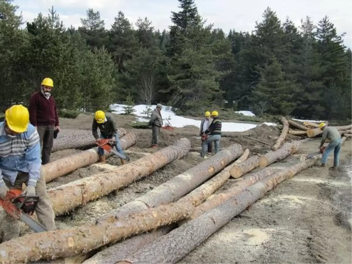 Kastamonu Orman Bölge Müdürlüğünde Dikili Satış Başarısı