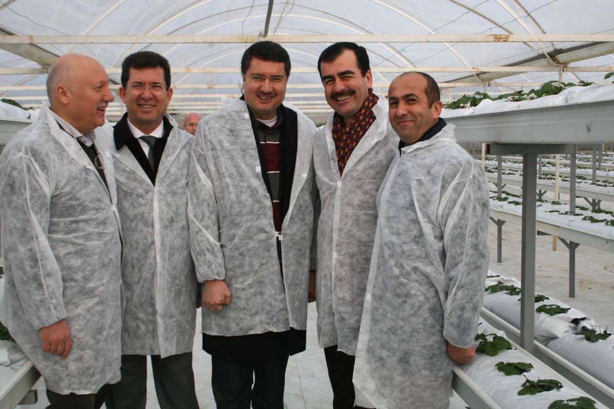 Aydın\'da Topraksız Çilek Üretimi Çalışmaları
