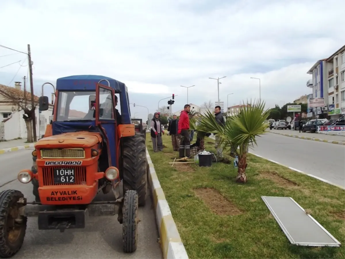 Ayvalık Belediyesi\'nden 2 Bin Gül