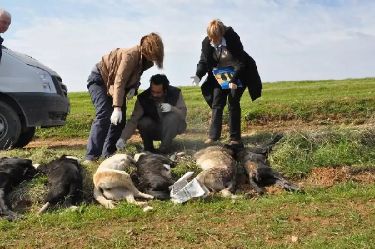 Köpekler Zehirlendi, Hayvanseverler Tepki Gösterdi