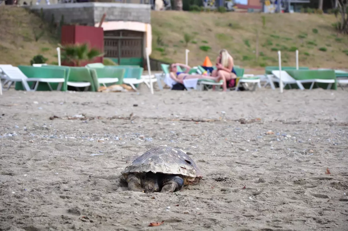 Ölü Caretta Sahile Vurdu