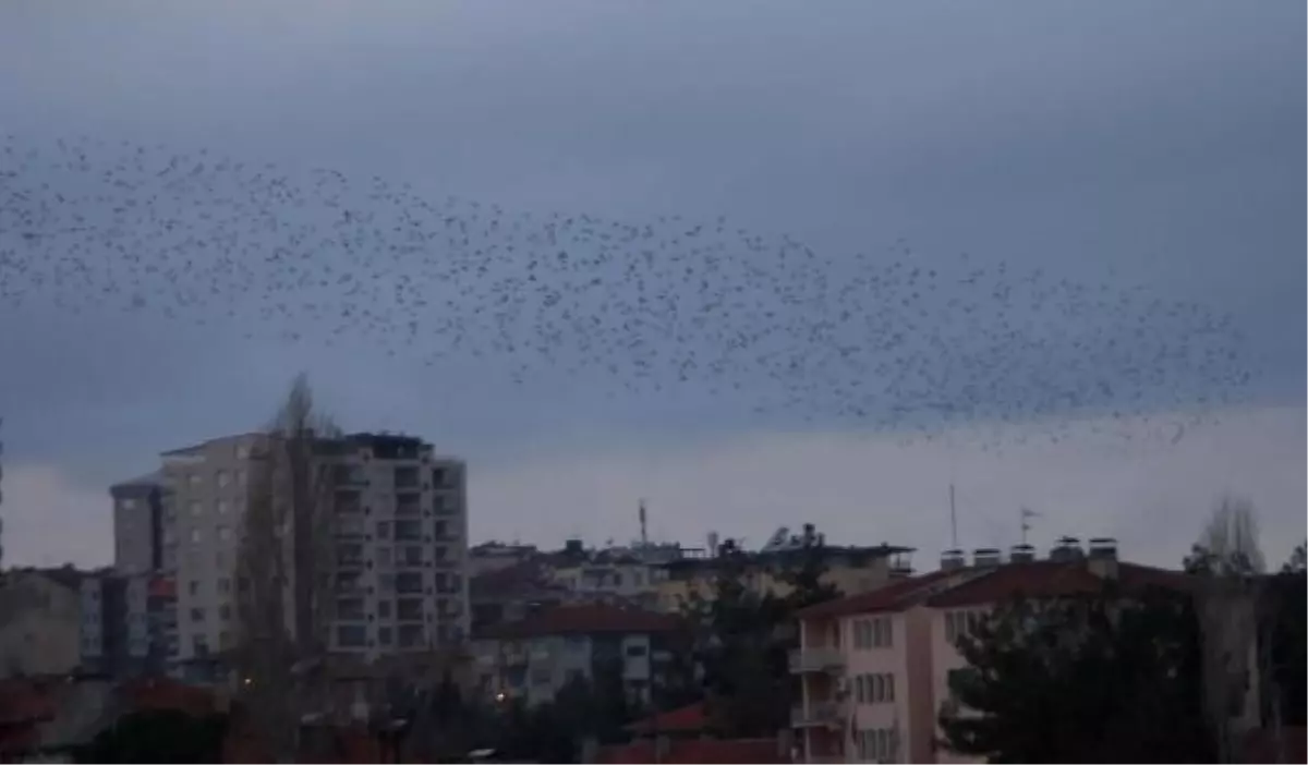 Sığırcıkların Dansı