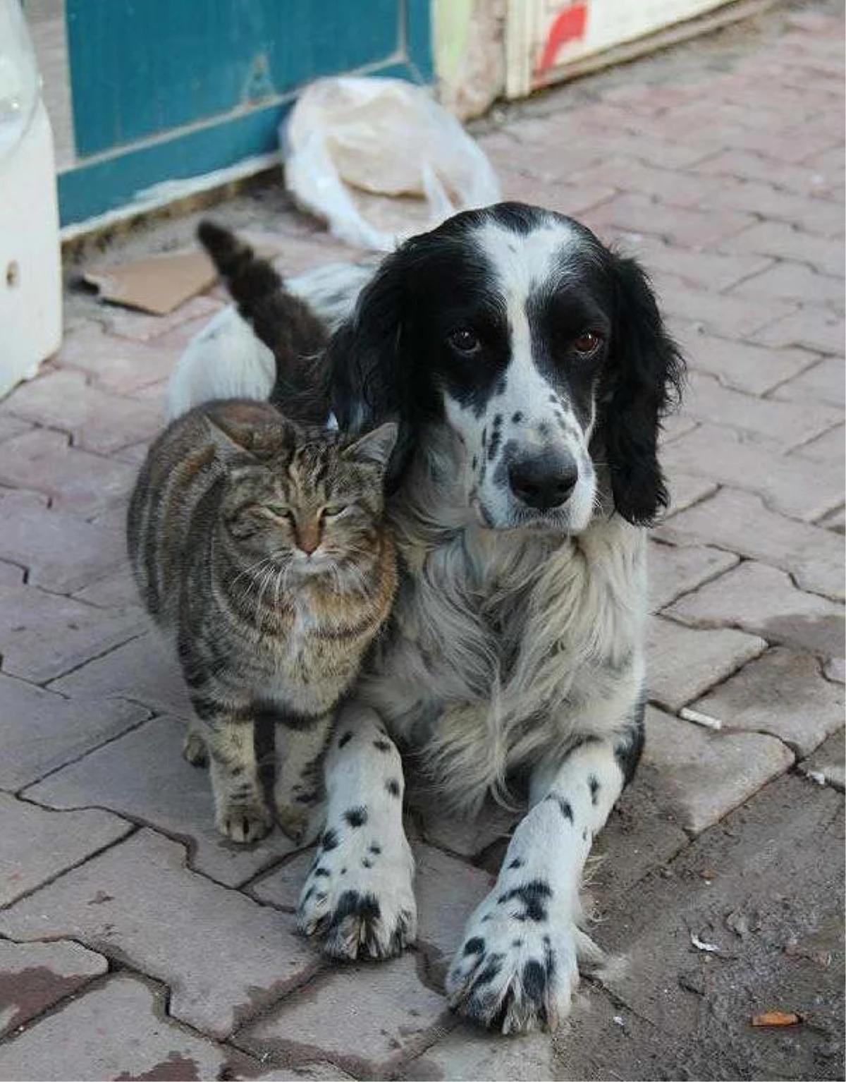 Kedi ve Köpeğin Dostluğu