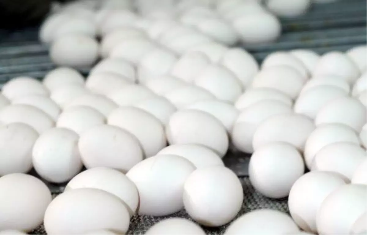 Yumurta Fiyatları Bu Hafta Aynı Kaldı