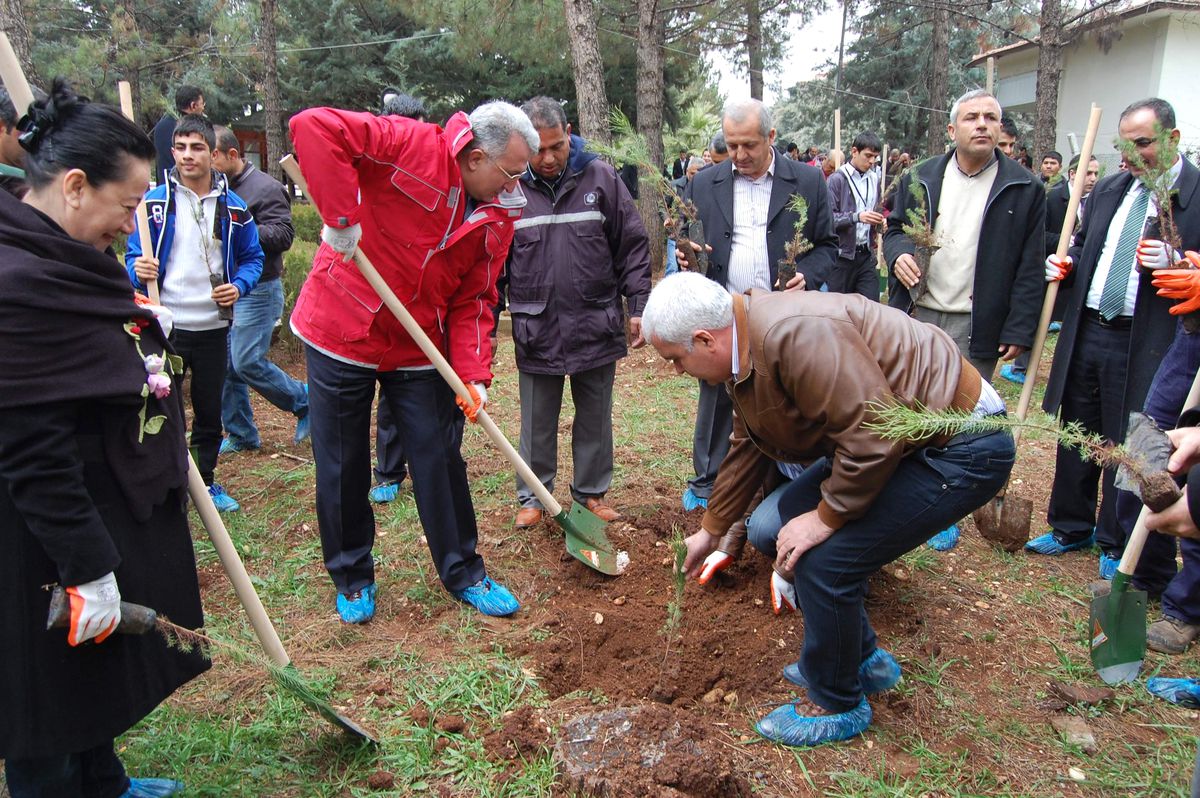 Kuruyan Ağaçların Yerine Fidan Dikildi