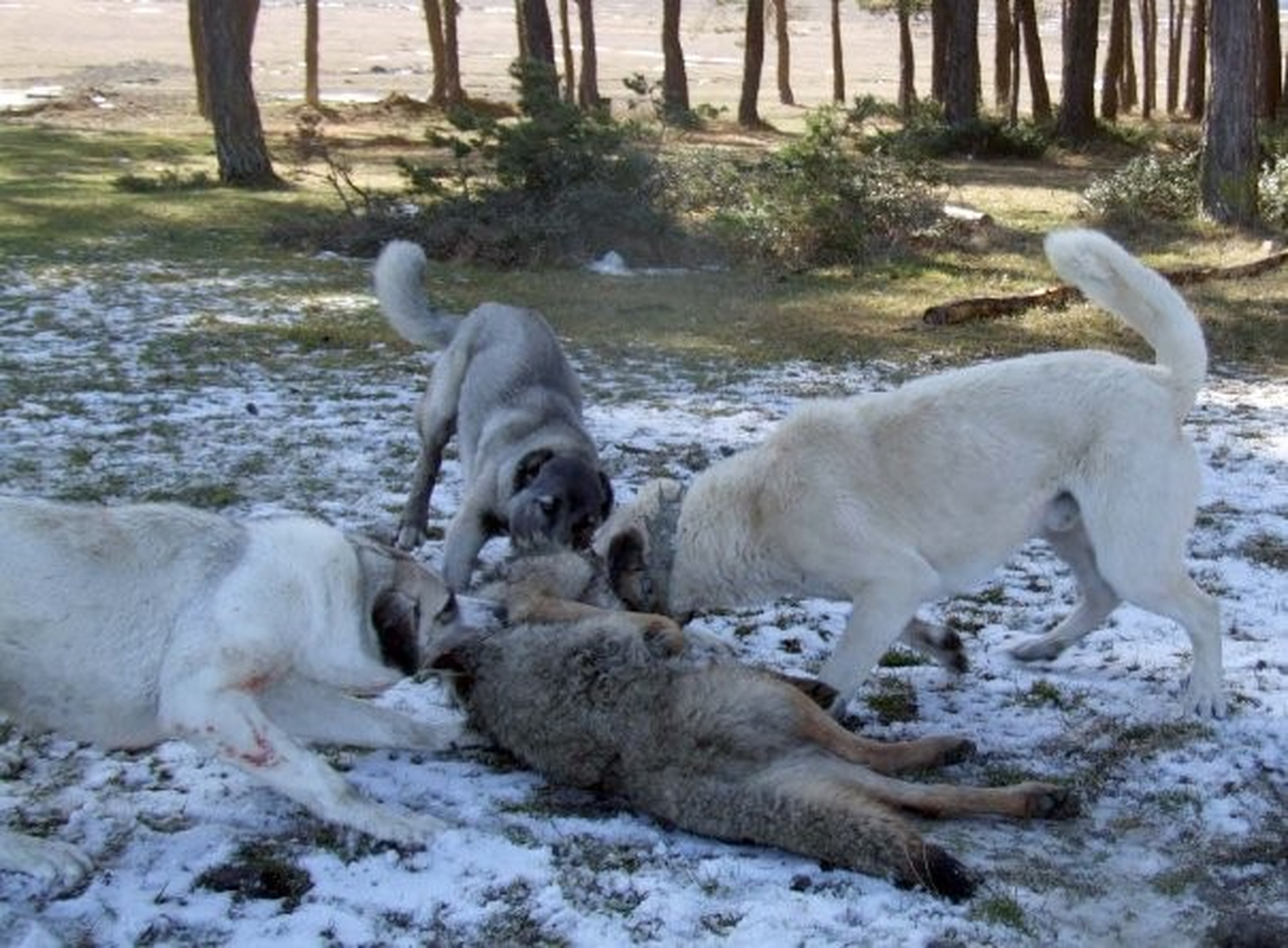 Köpekler, Köye İnen Kurtları Parçaladı