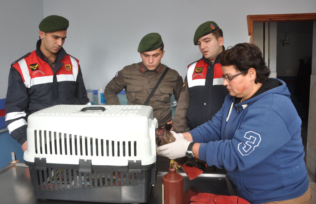 Yaralı Şahine Jandarma Sahip Çıktı