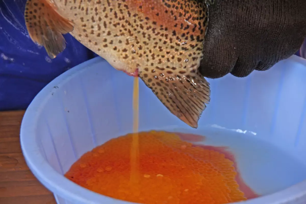 Ahlat\'ta Alabalık Sağımı Başladı