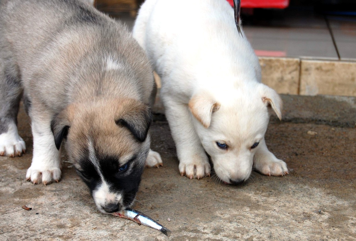 Mavi Gözlü Köpekler Görenleri Şaşırtıyor