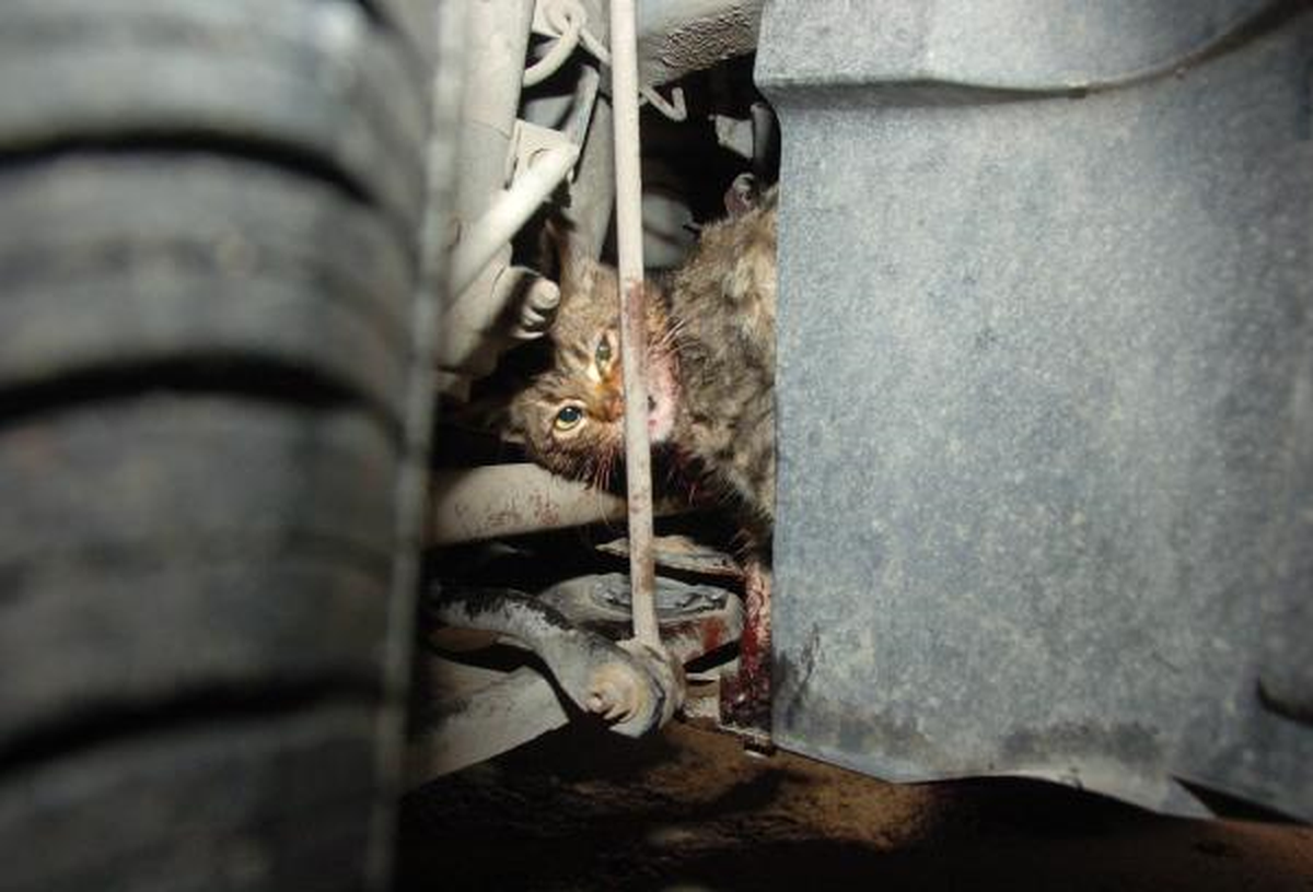 Yavru Kedi Otomobilin Motor Bölümünde Sıkıştı