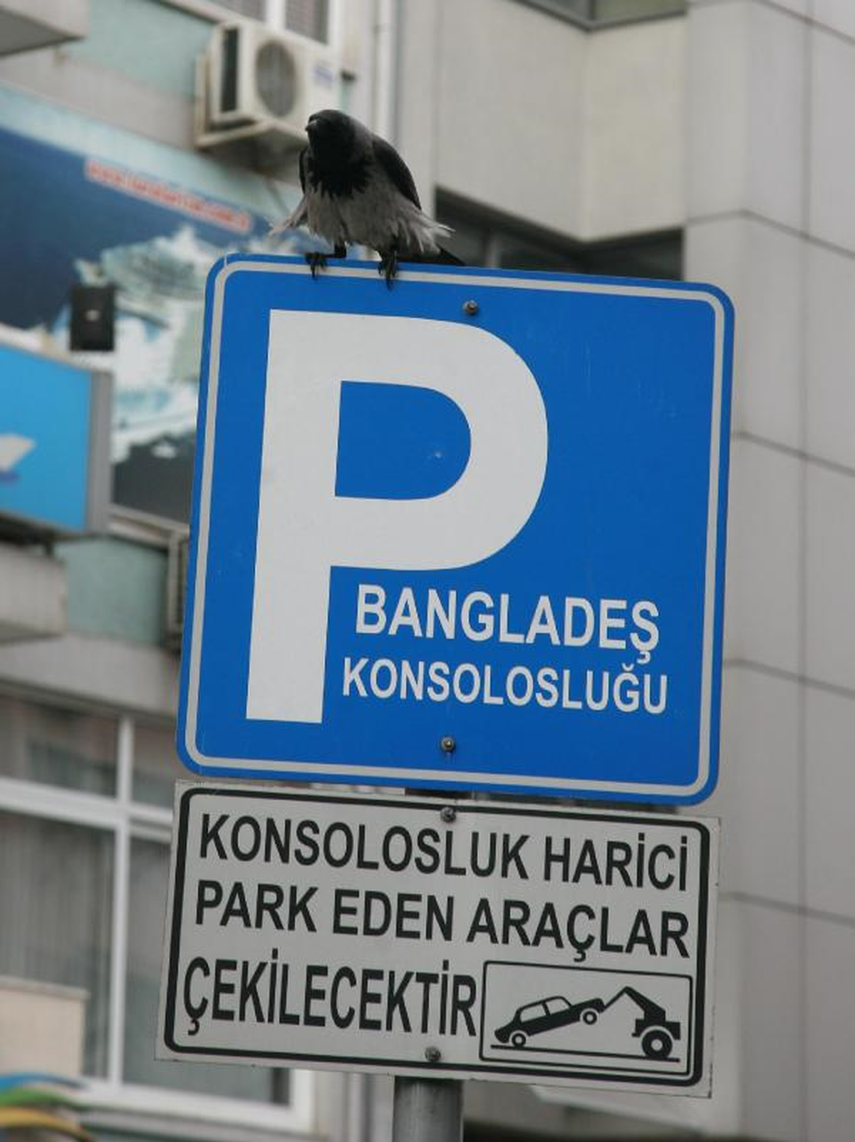 Bu Karga, Araç Sahiplerini Bıktırdı