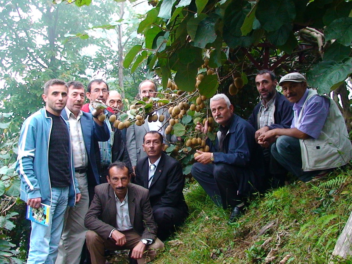 "Kivi Üretimi Artıyor Ancak Üretici Sömürülüyor" İddiası