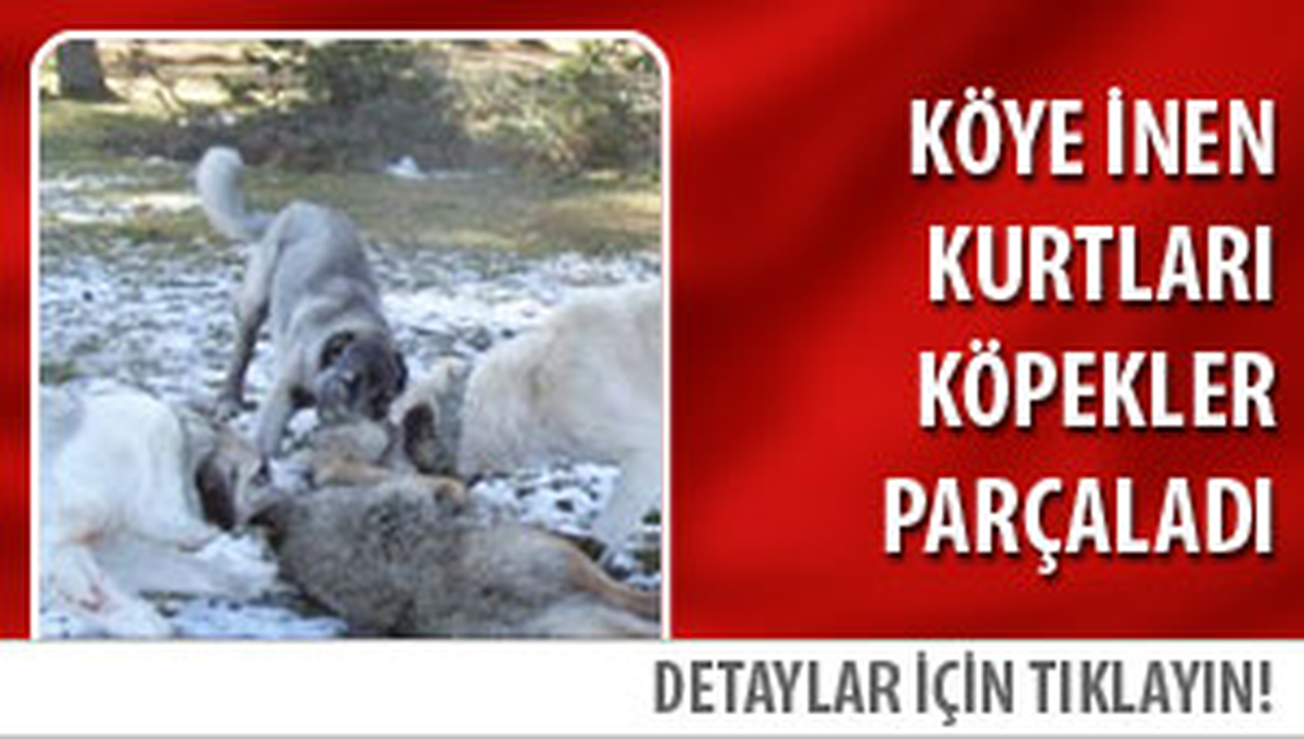 Köpek Dövüşü Vahşeti