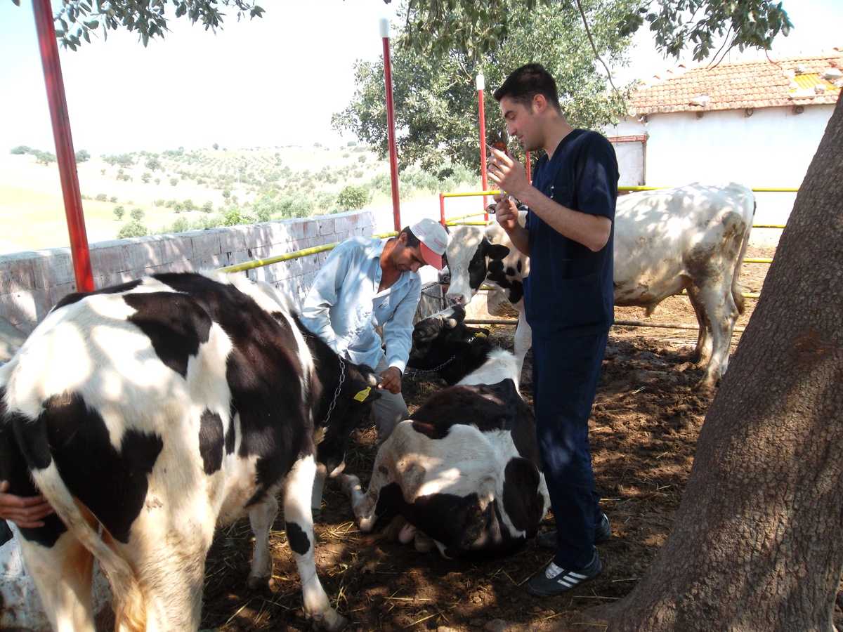 Köprübaşın\'da Hayvanlarda Aşılama ve Küpeleme Çalışmaları