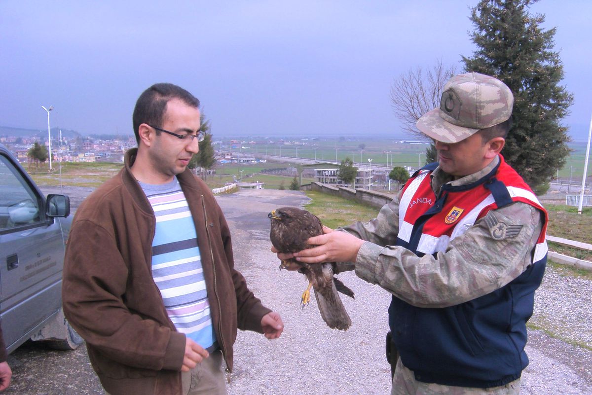 Yaralı Şahini Jandarma Kurtardı