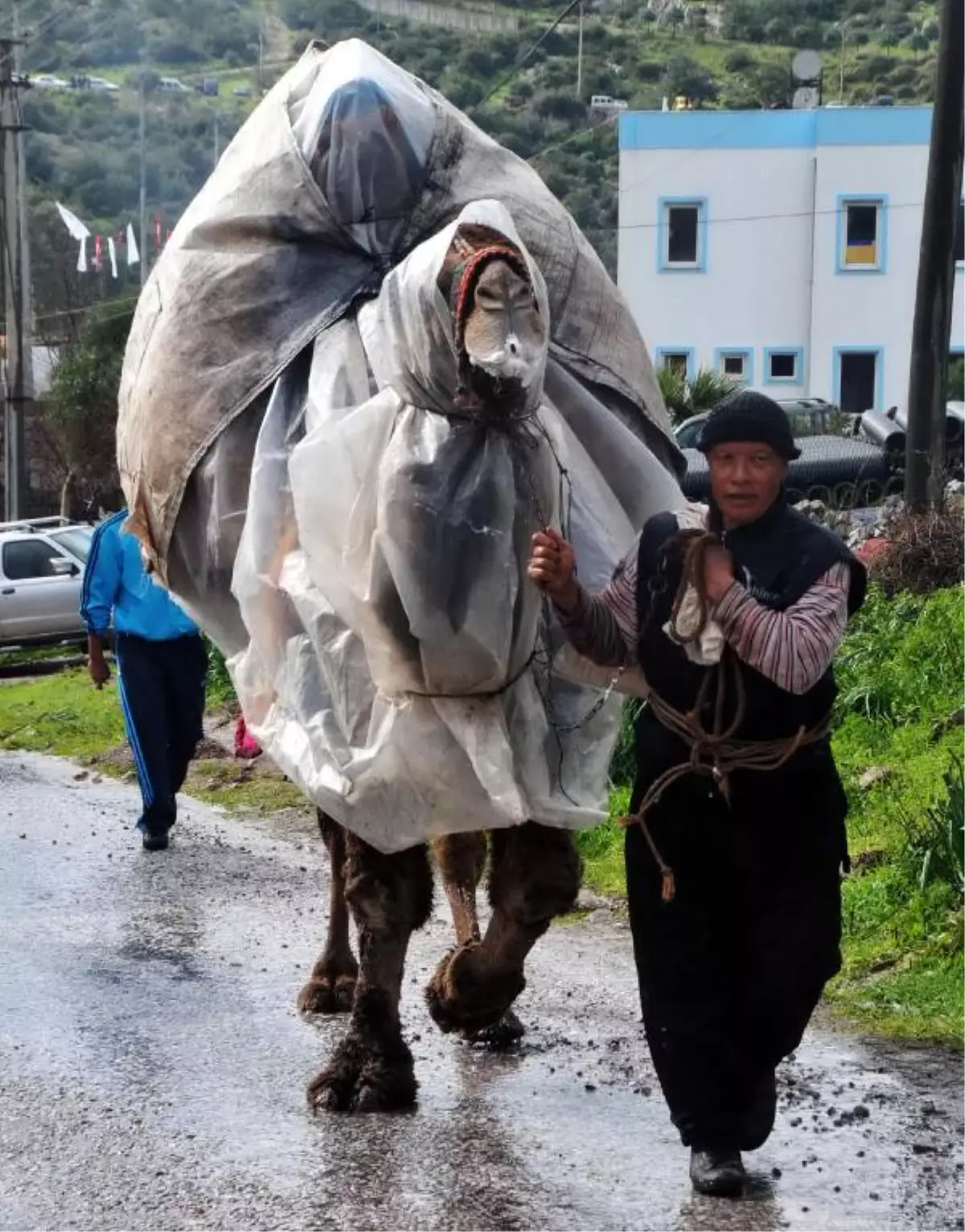 Deve Güreşine Sağanak Yağmur İptali