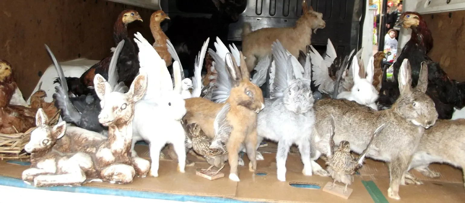 Geçimini Hayvan Postlarını Doldurarak Sağlıyor