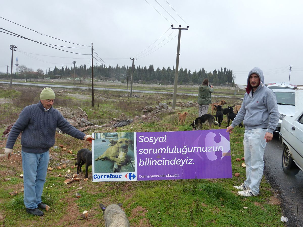 Gönüllü Projeyle Sokak Hayvanlarını Besliyorlar