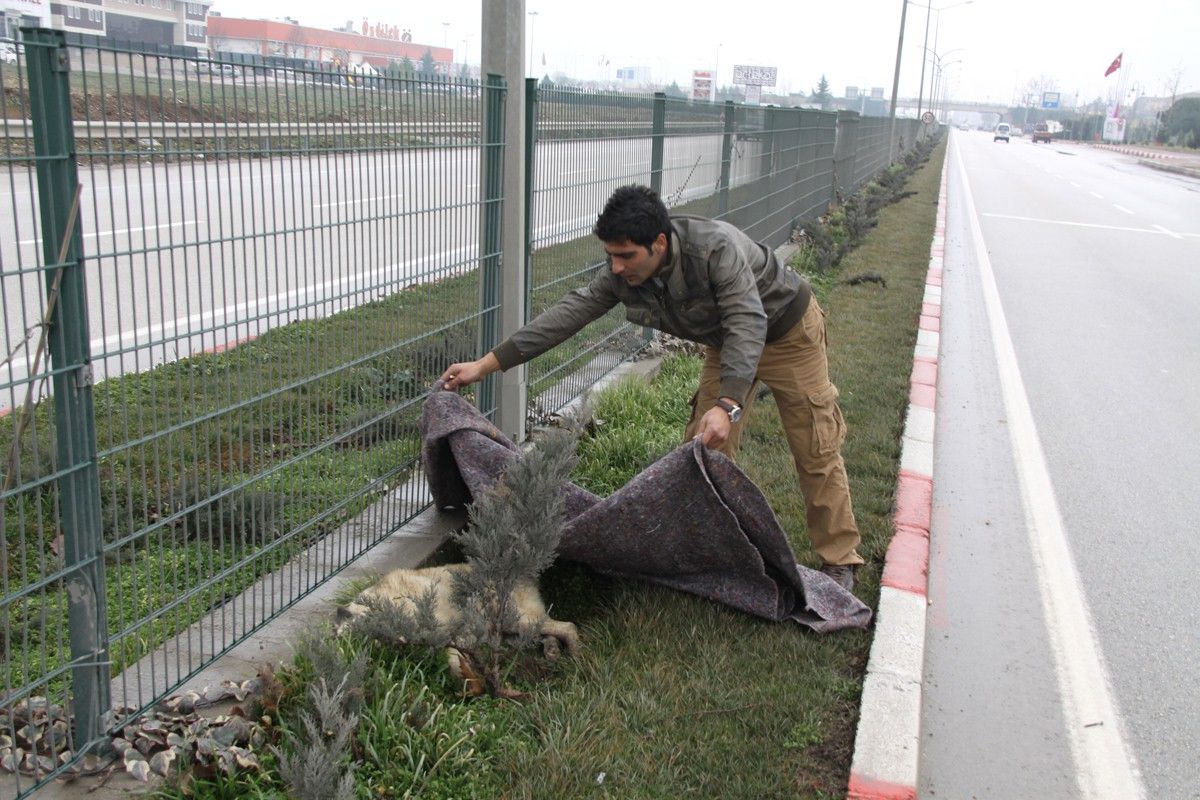 İnegöl\'de Otomobil Köpeğe Çarptı