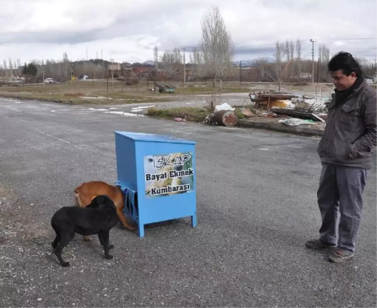 Sokak Köpekleri İçin Bayat Ekmek Kumbarası